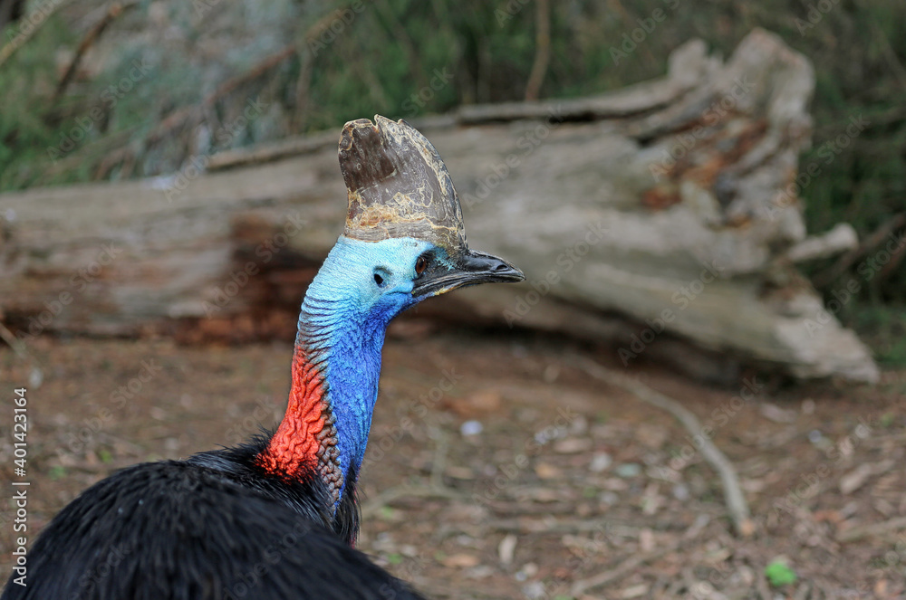 Naklejka premium Cassowary, Australia