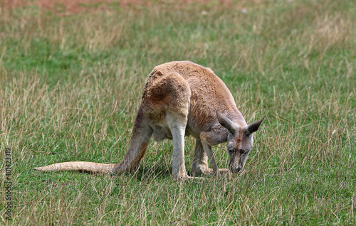 Red Kangaroo grazing - Phillip Island, Victoria, Australia © jerzy