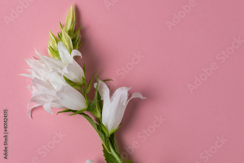White flowers bluebells on a pink background with copy space