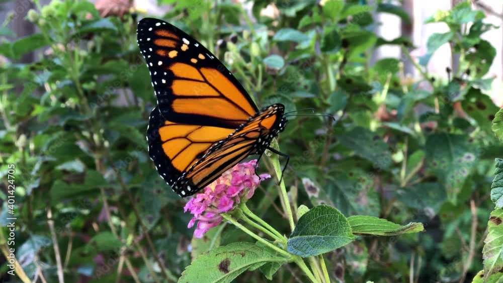 4K HD video of one male Monarch butterfly on pink lantana opening and closing wings, clumsily moving from flower to flower 4K HD video of one male Monarch butterfly on pink lantana opening and closing wings, clumsily moving from flower to flower