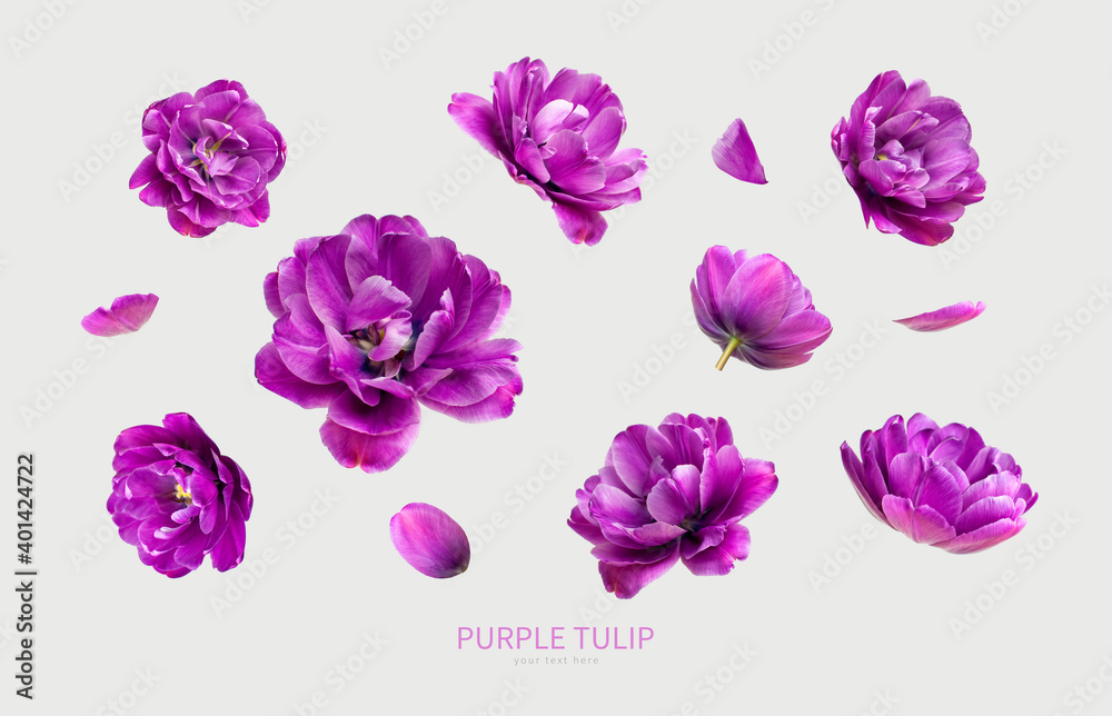 Naklejka premium Various buds and petals of purple tulip on light gray background. Creative floral composition with tulips. Spring blossom concept, nature layout, greeting card for 8 March mothers Day Valentine's day