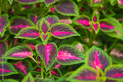 Green and Purple Leaf Background Texture