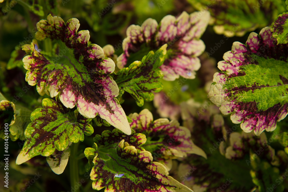 Green and Purple Leaf Background Texture Green and Purple Leaf Background Texture