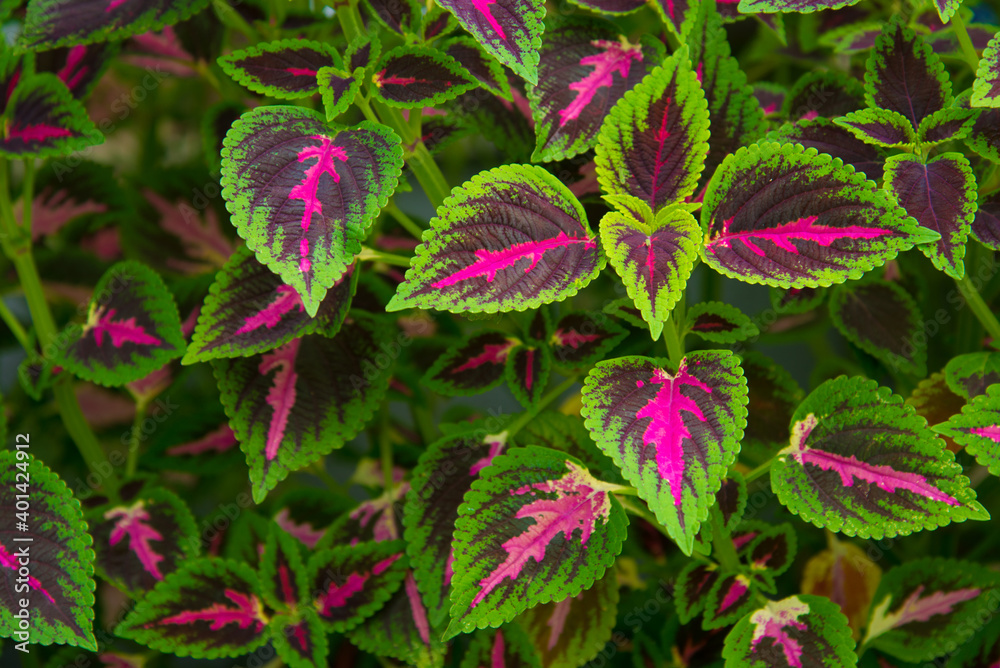 Green and Purple Leaf Background Texture Green and Purple Leaf Background Texture