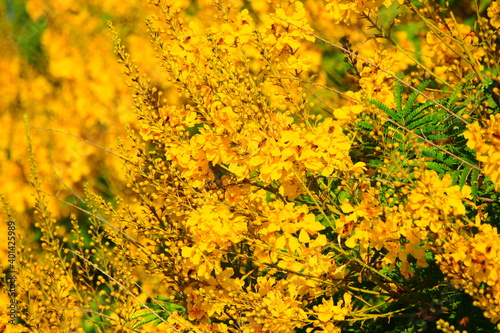 Yellow Orange Flowers Tree Bees Buzzing