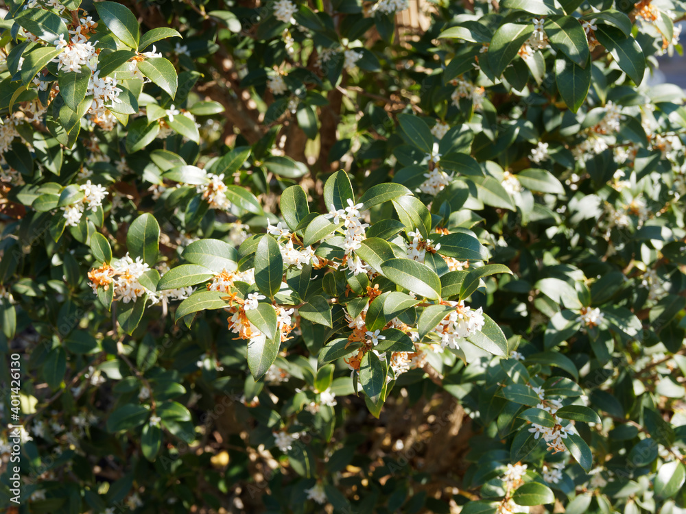 (Ligustrum ovalifolium) Troène de Californie ou troène à feuilles ovales au feuilles étroites, ovale et vert, au grappes de fleurs blanche et jaunâtre