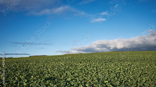 field with blue sky