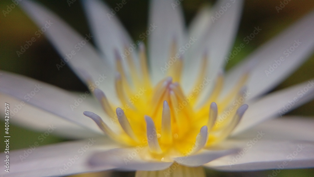 Fototapeta premium close up of a flower