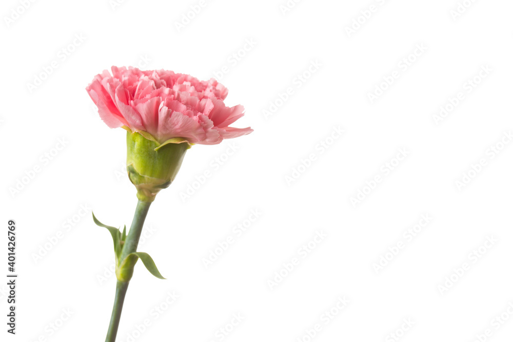 Pink flower on white backdround. Pink flower on white backdround.