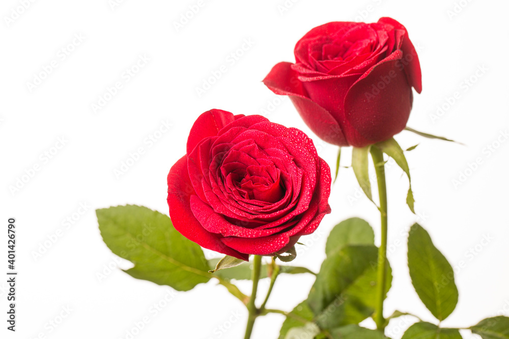 Fototapeta premium red rose in white back ground