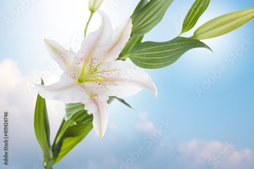 Fototapeta Naklejka Na Ścianę i Meble -  Beautiful white lily flowers