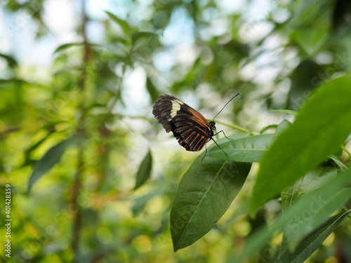 Butterfly in London Zoo