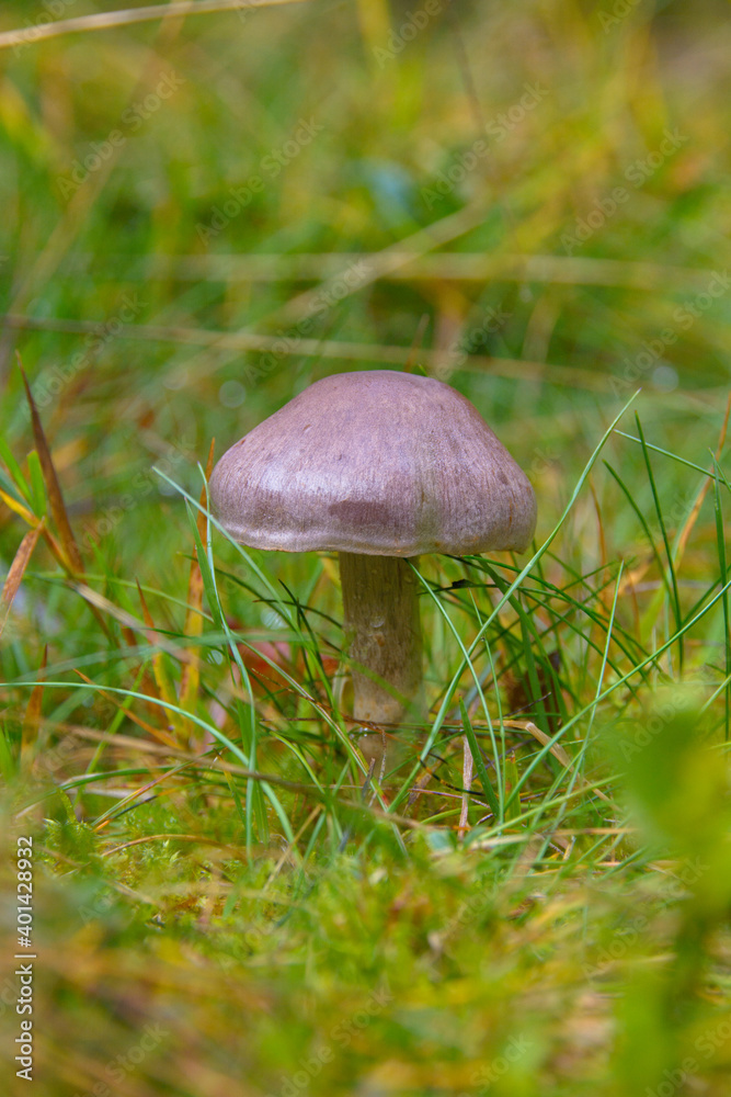 toadstool grebe fungus dabchick in wet forest toadstool grebe fungus dabchick in wet forest