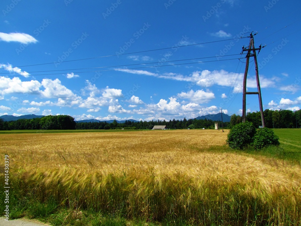 rural landscape with a yellow wheat field nd forest and hills in the back in Slovenia rural landscape with a yellow wheat field nd forest and hills in the back in Slovenia