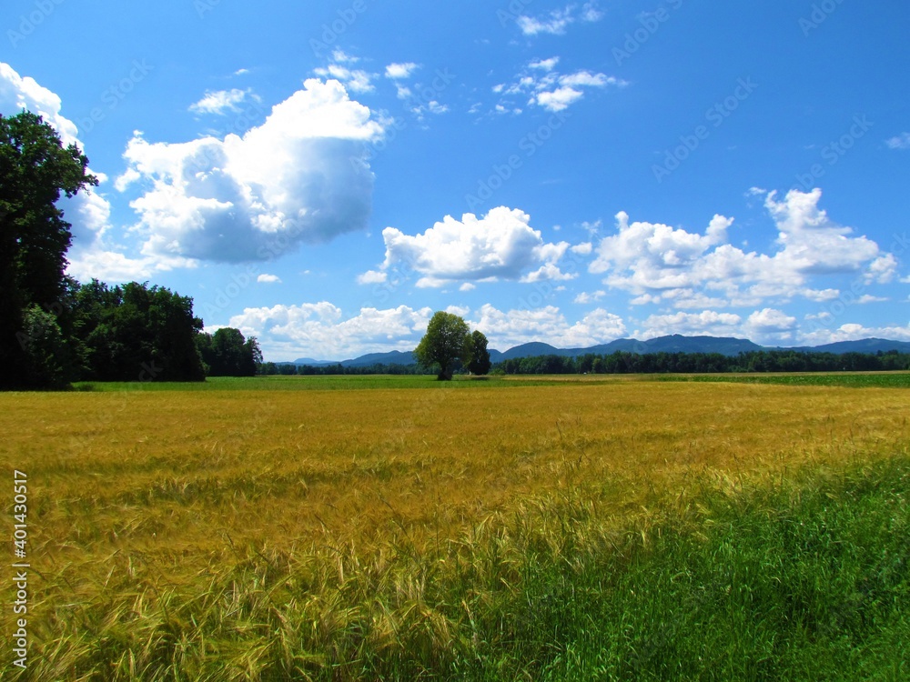 Rural landscape with a wheat field in front in Gorenjska , Slovenia