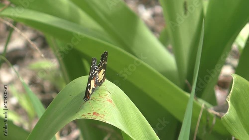 Wallpaper Mural Butterflies mating on leaf on tropical island - sub 02 Torontodigital.ca