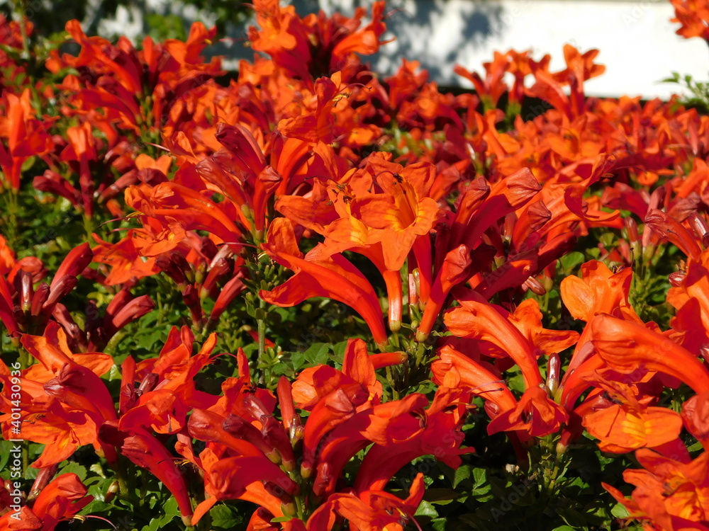 Cape honeysuckle or Tecoma capensis orange red flowers Cape honeysuckle or Tecoma capensis orange red flowers