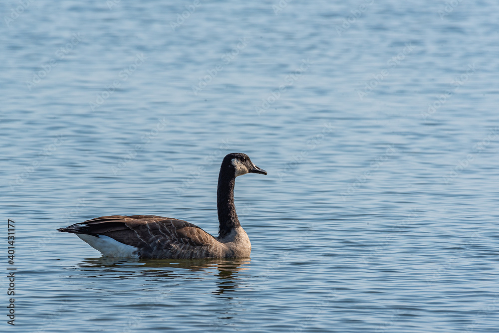 Goose swimming in calm blue lake water on sunny day
