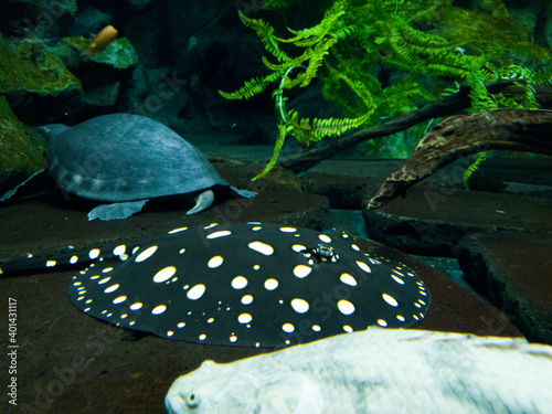 White spotted stingray and turtle photo