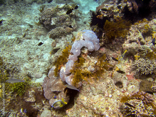 Fototapeta Naklejka Na Ścianę i Meble -  coral reef with coral in the ocean 
