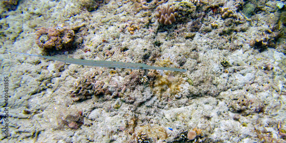 long rayed sand diver fish in the Indian ocean