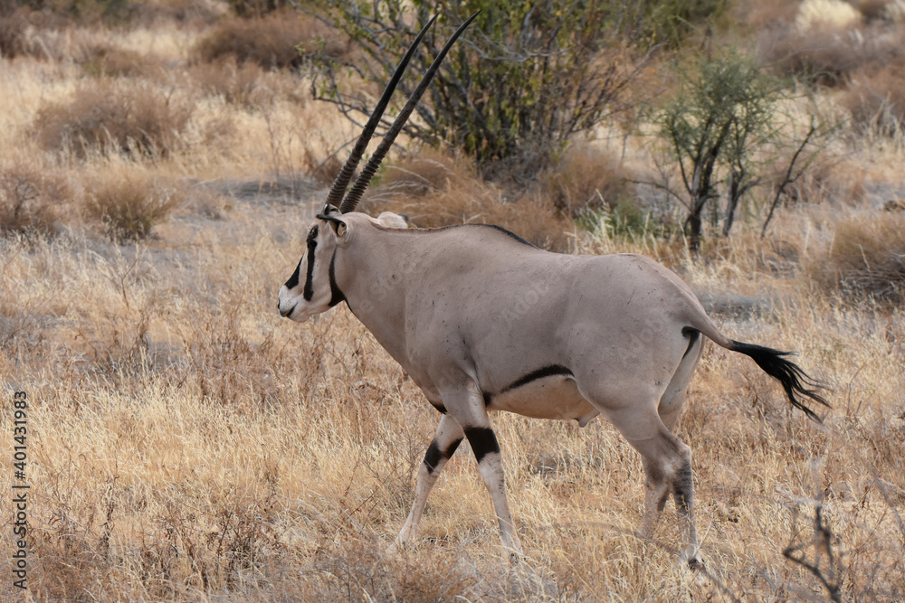 Oryx in Samburu National Reserve, Kenya Oryx in Samburu National Reserve, Kenya