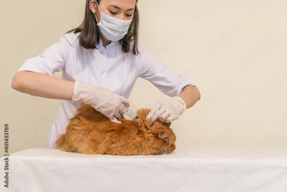 a veterinarian gives an injection to a cat, an animal care clinic. asian female vet treats pet a veterinarian gives an injection to a cat, an animal care clinic. asian female vet treats pet