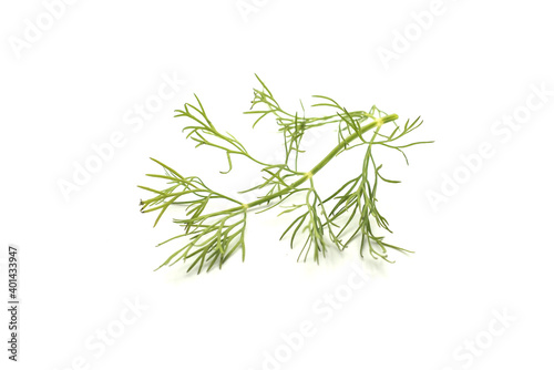 Closeup of dill leaf on white background