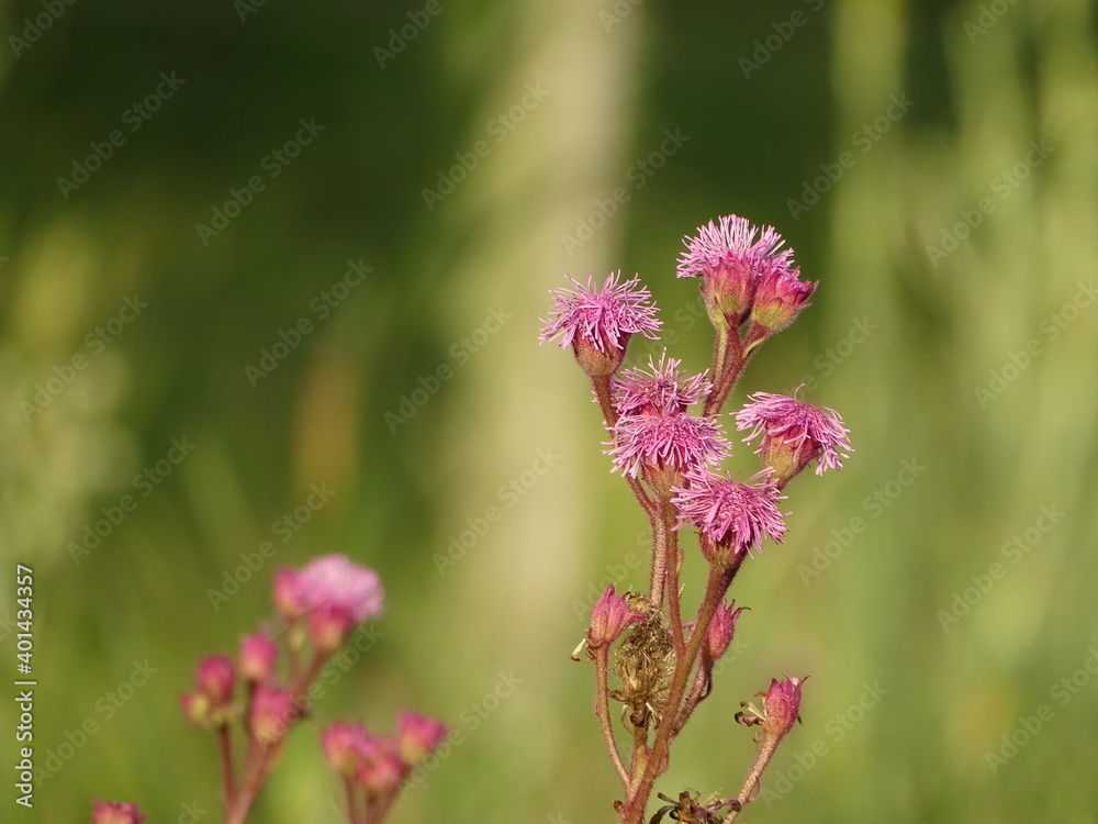 pink flowers in the garden pink flowers in the garden