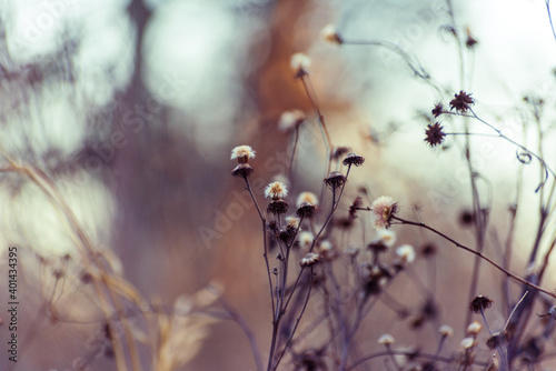 Watercolor-like winter scene with dried wildflowers in a field 