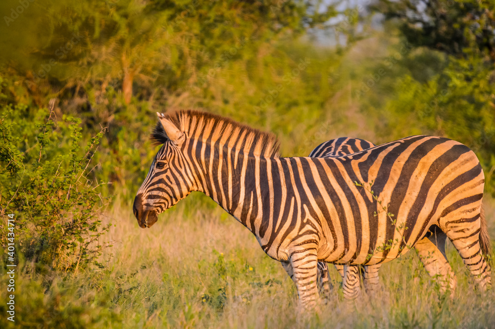 Fototapeta premium Full frame portrait of a cute Burchell's Zebra in a game reserve grazing on green savannah under blue sky on a hot summer day