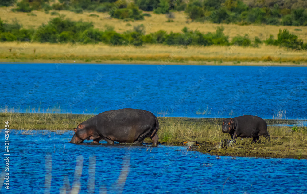 Hippoptamus and calf in blue water in Pilanesberg national park Hippoptamus and calf in blue water in Pilanesberg national park