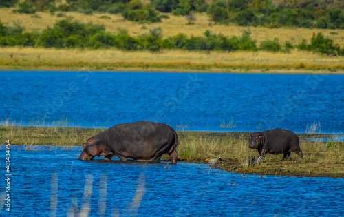 Hippoptamus and calf in blue water in Pilanesberg national park