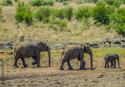 A big breeding herd of Elephants drinking water in Pilanesberg national park