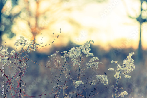 Watercolor-like winter sunset with goldenrod and other dried wildflowers in a field 