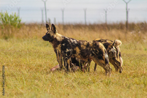 A Pack of wild dogs in Kruger National park