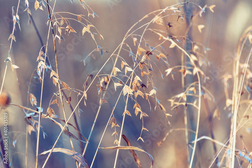 Watercolor-like winter scene with river oats and other dried grasses in a field 