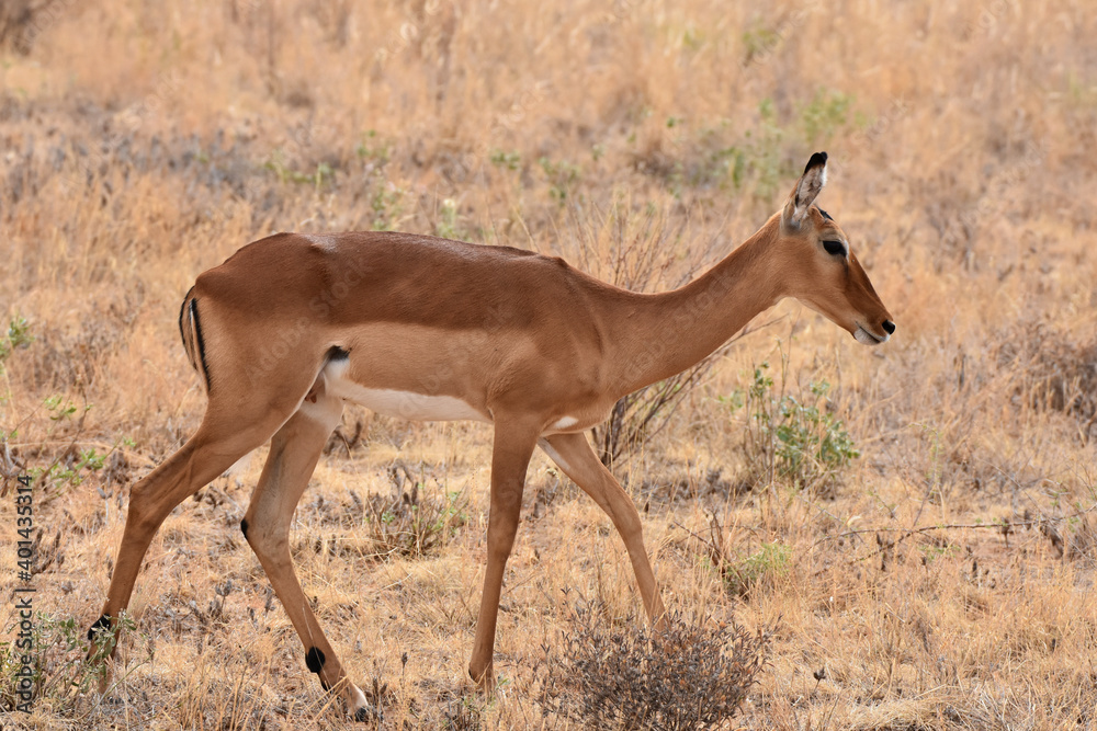 Impala in Samburu National Reserve, Kenya Impala in Samburu National Reserve, Kenya