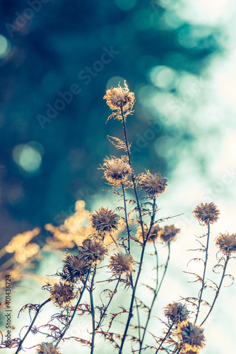 Watercolor-like winter scene with thistle and other dried wildflowers in a field 