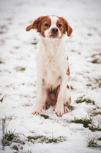 Fototapeta Naklejka Na Ścianę i Meble -  Breton dog. Hunting dog breed. Young purebred dog. Spotted dog in the snow.