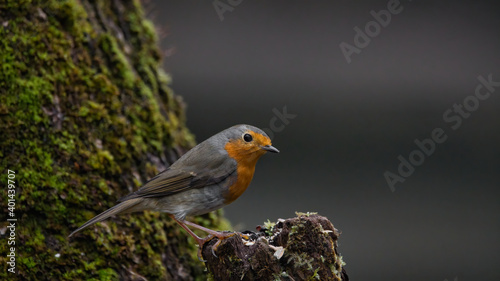 bird, robin, wild lebende tiere, ast, natur, baum, tier, wild, schnabel, rot, winter, singvogel © Oliver