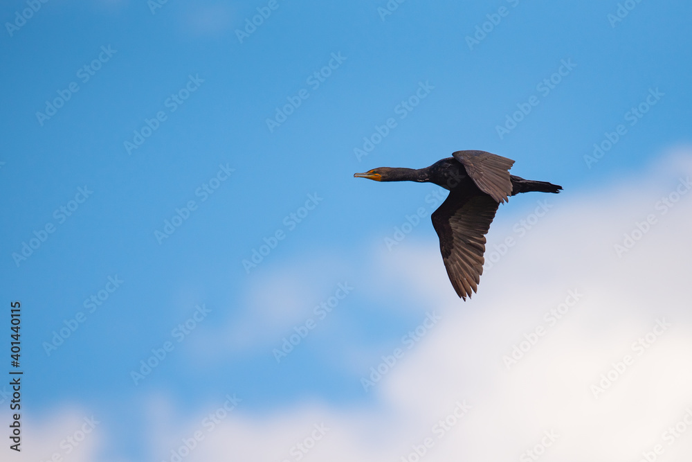 Double-crested Cormorant (Phalacrocorax auritus) Double-crested Cormorant (Phalacrocorax auritus)