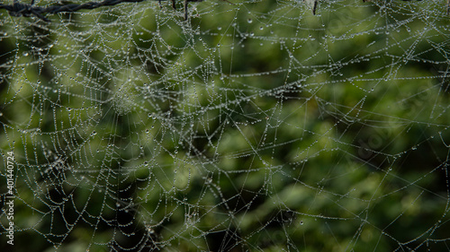 SPIDER WEB FILLED WITH DROPS OF WATER FROM MORNING DEW
