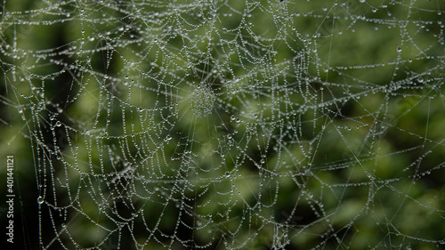 SPIDER WEB FILLED WITH DROPS OF WATER FROM MORNING DEW