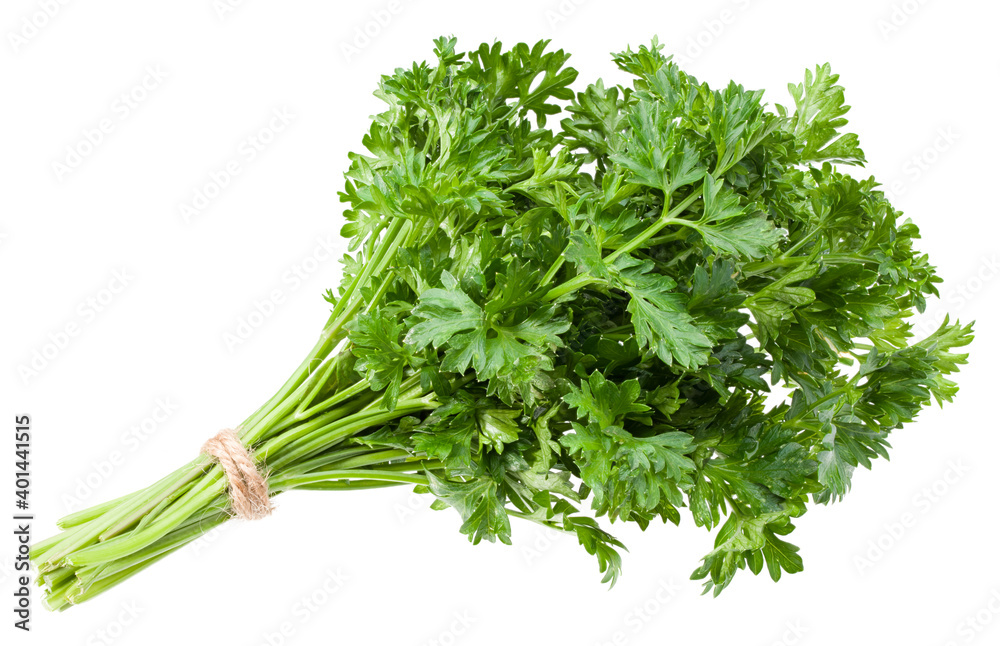 green fresh parsley isolated on white background. parsley bunch. full depth of field green fresh parsley isolated on white background. parsley bunch. full depth of field