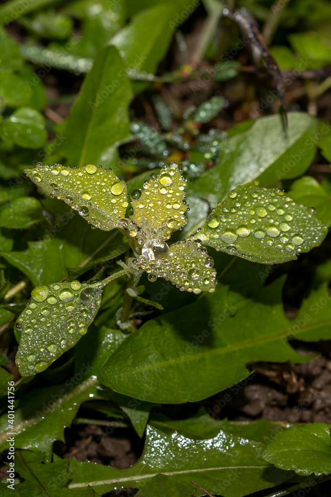 Fresh green grass leaf with dew drops, close-up Fresh green grass leaf with dew drops, close-up