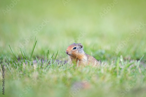 Columbian ground squirrel (Spermophilus columbianus) © BGSmith