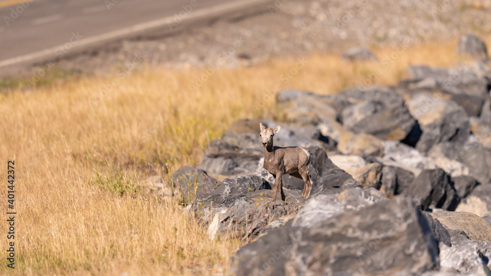 Fototapeta premium Rocky Mountain Bighorn Sheep (Ovis canadensis).