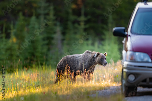  Grizzly Bear (Ursus arctos horribilis) photo
