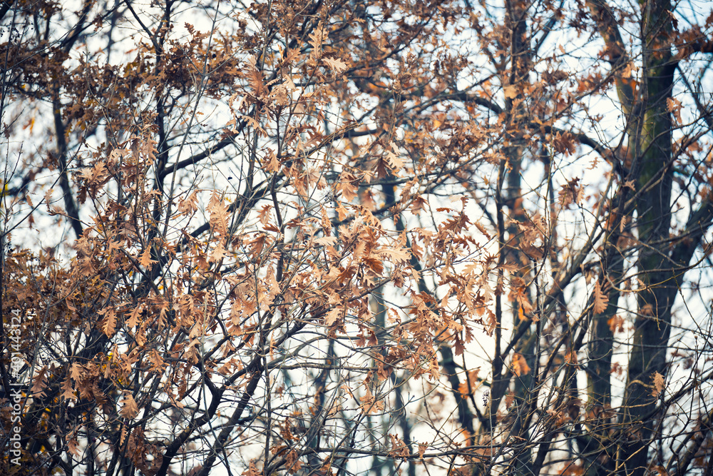 (Selective focus) Stunning view of some Oak trees during the fall season in Italy. An oak is a tree or shrub in the genus Quercus of the beech family, Fagaceae. (Selective focus) Stunning view of some Oak trees during the fall season in Italy. An oak is a tree or shrub in the genus Quercus of the beech family, Fagaceae.
